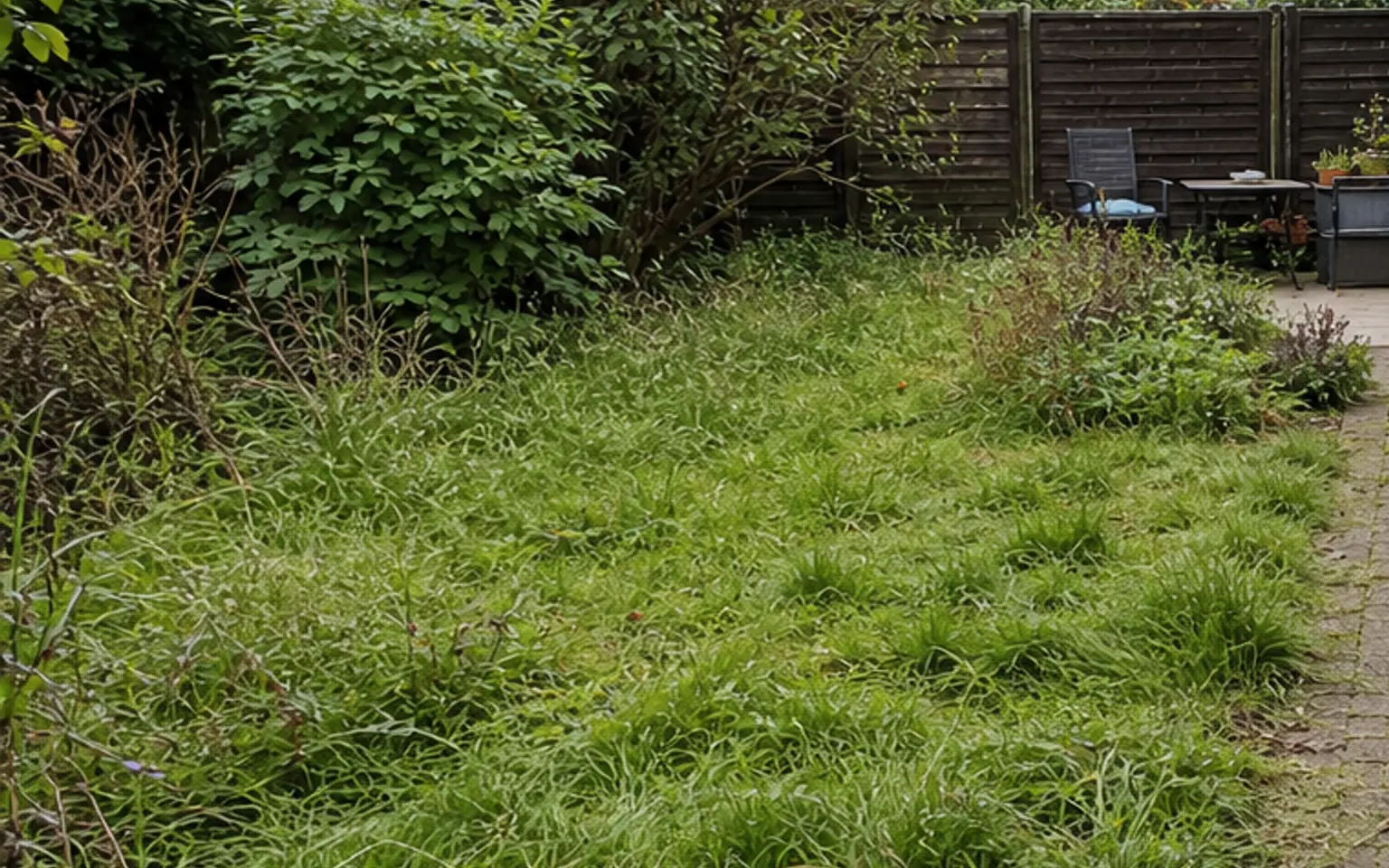 Beispielbild eines ungepflegten Gartens mit Wildwuchs, hohem Gras und verwachsenen Beetkanten